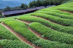 汕头茶叶批发市场
