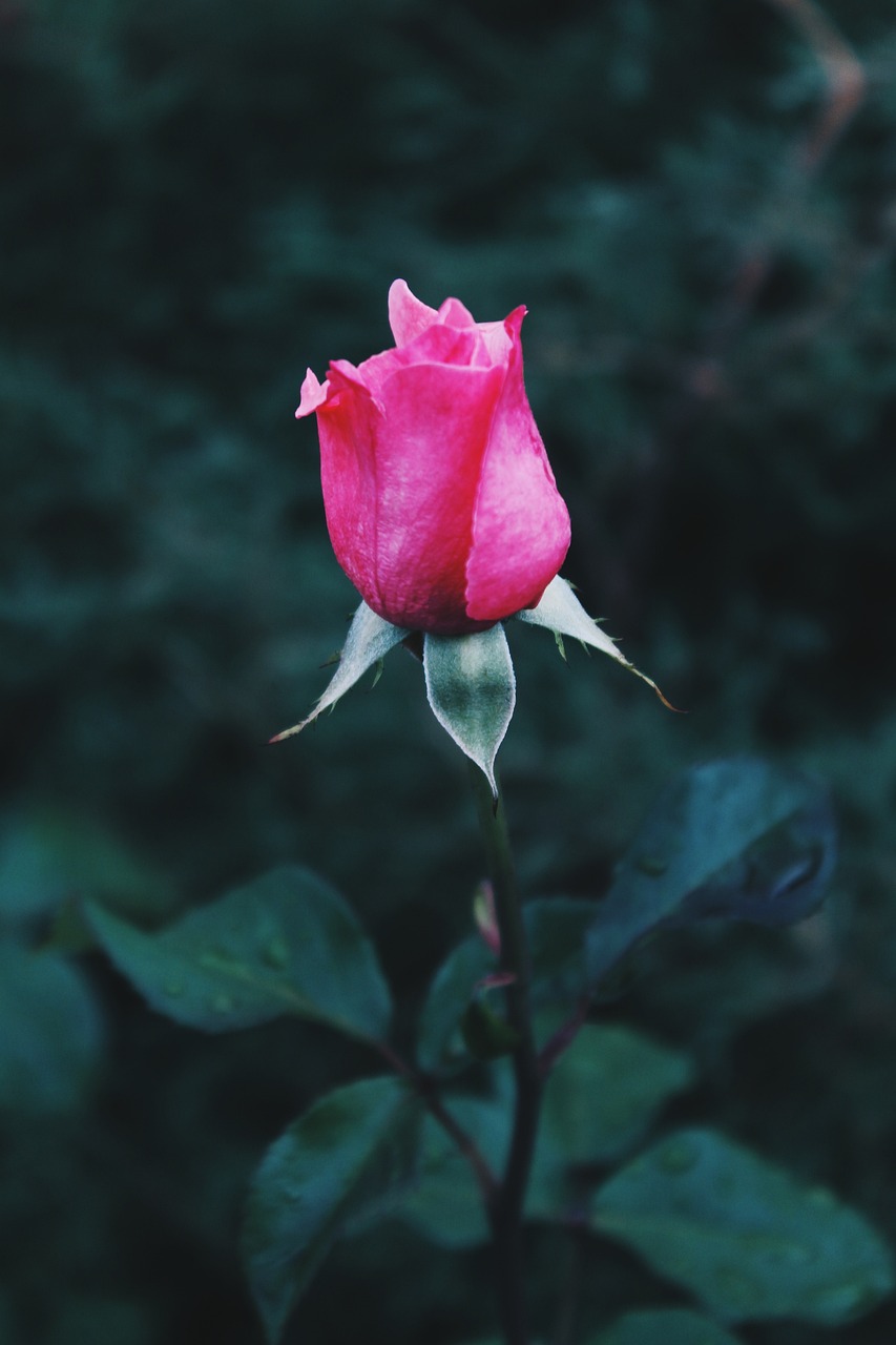 凋零的玫瑰，花卉生命中的短暂与永恒