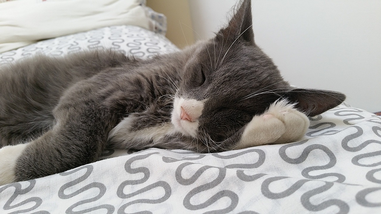猫的这项能力超婴儿，超越年龄的敏锐与智慧