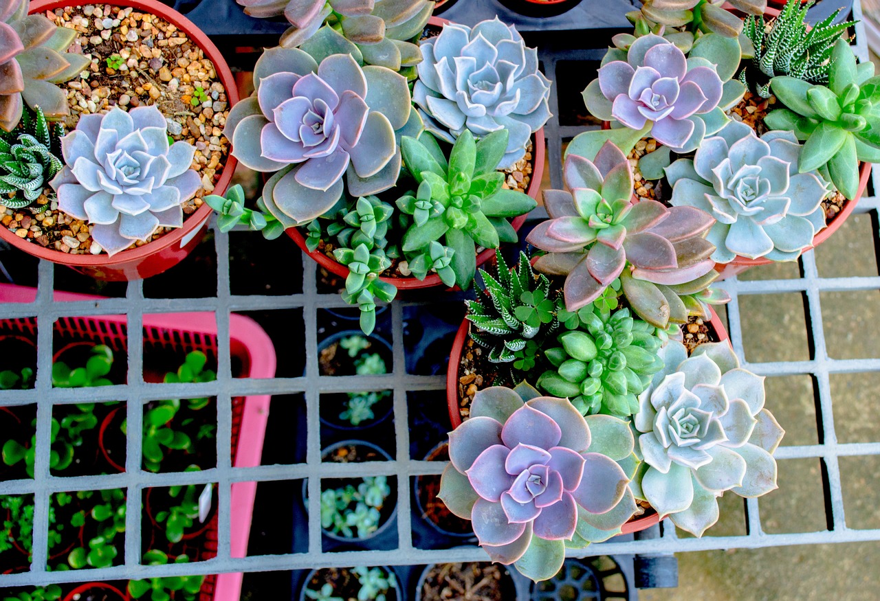 绿色革命，揭秘家庭版芽苗菜种植全攻略，轻松享受健康餐桌