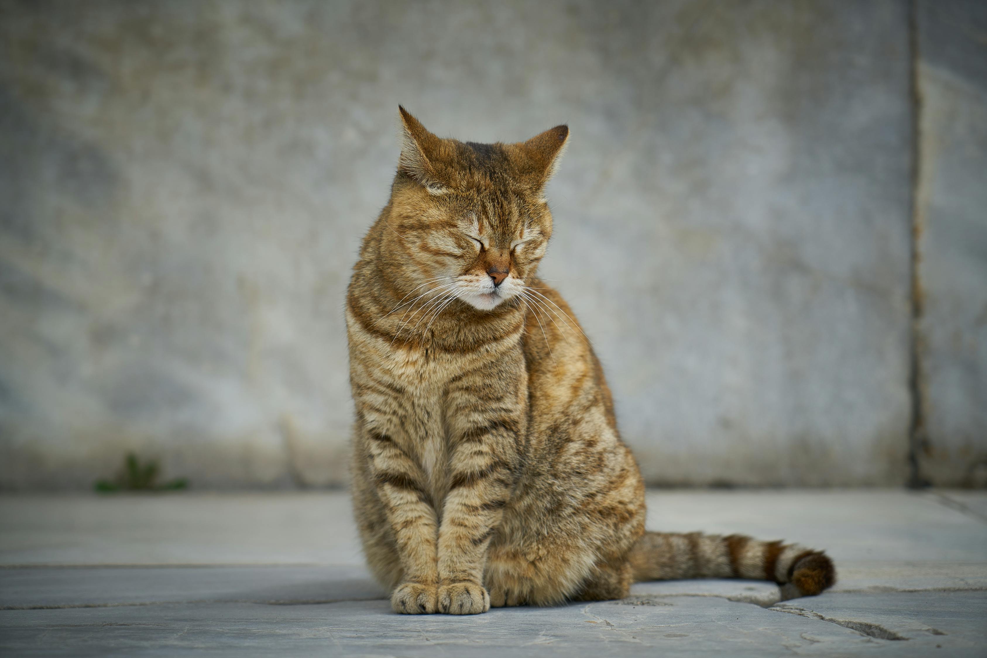 抓娃娃机现活体小猫，一场意外还是道德的挑战？