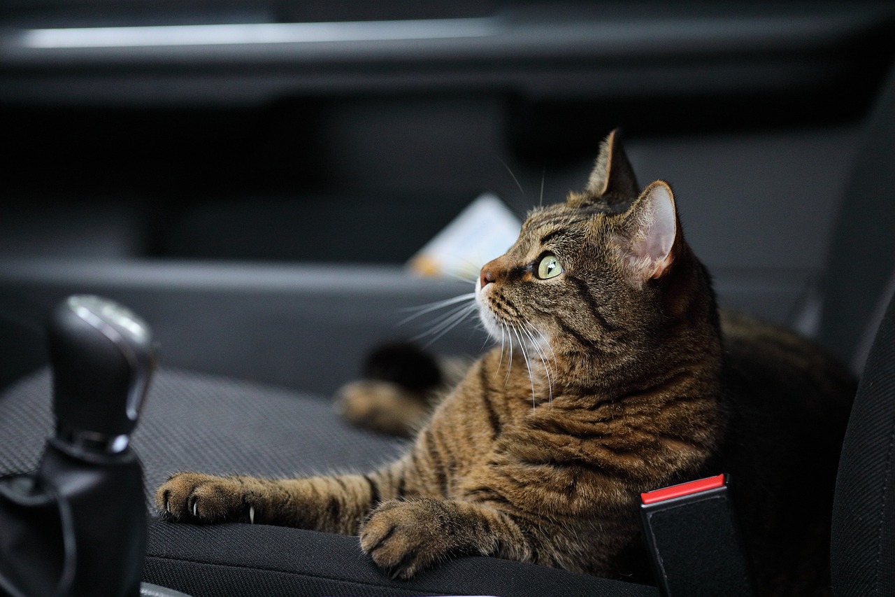 猫的秘密，从古埃及到现代家庭，探索猫咪的神秘世界