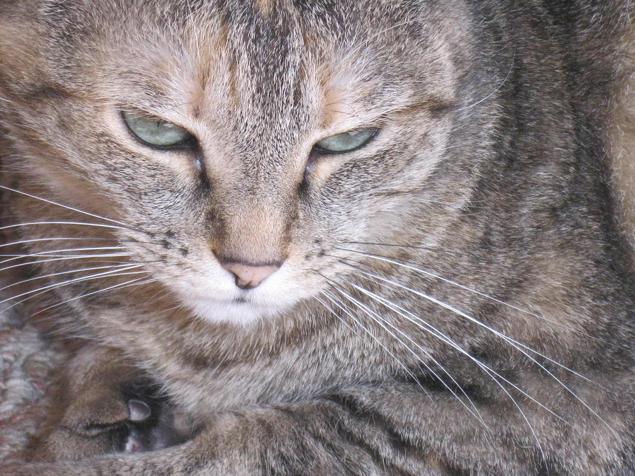 猫的世界，全面了解这些毛茸茸的朋友