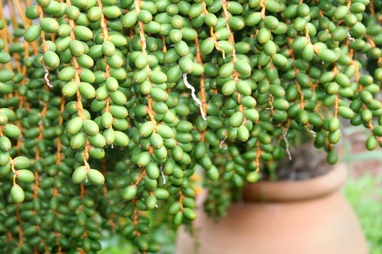 多肉植物的奥秘，百科全书式图片知识介绍