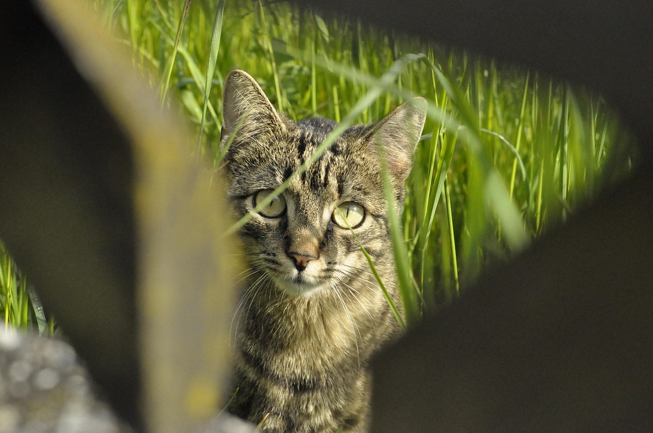 探索量子世界的奇思妙想，薛定谔的猫