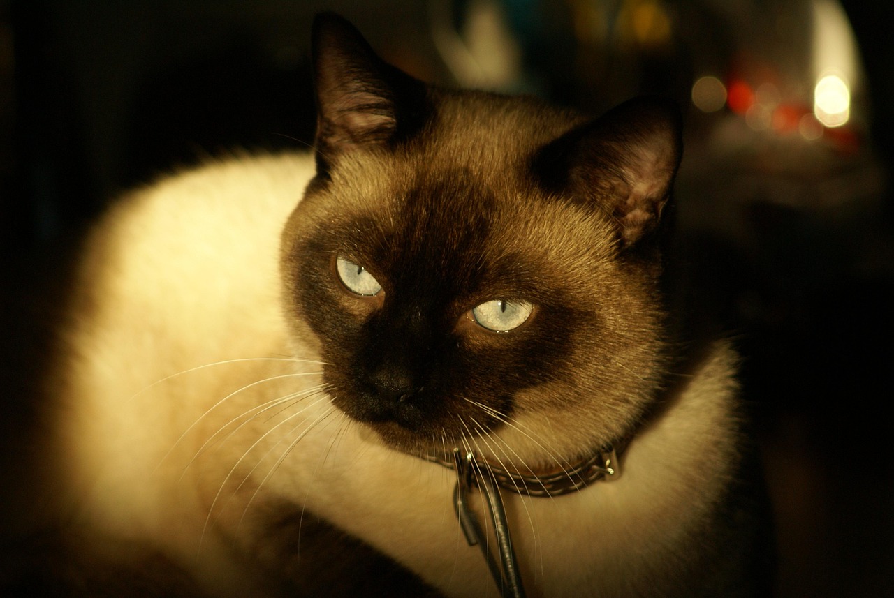 猫的大百科，揭秘喵星人的神秘世界