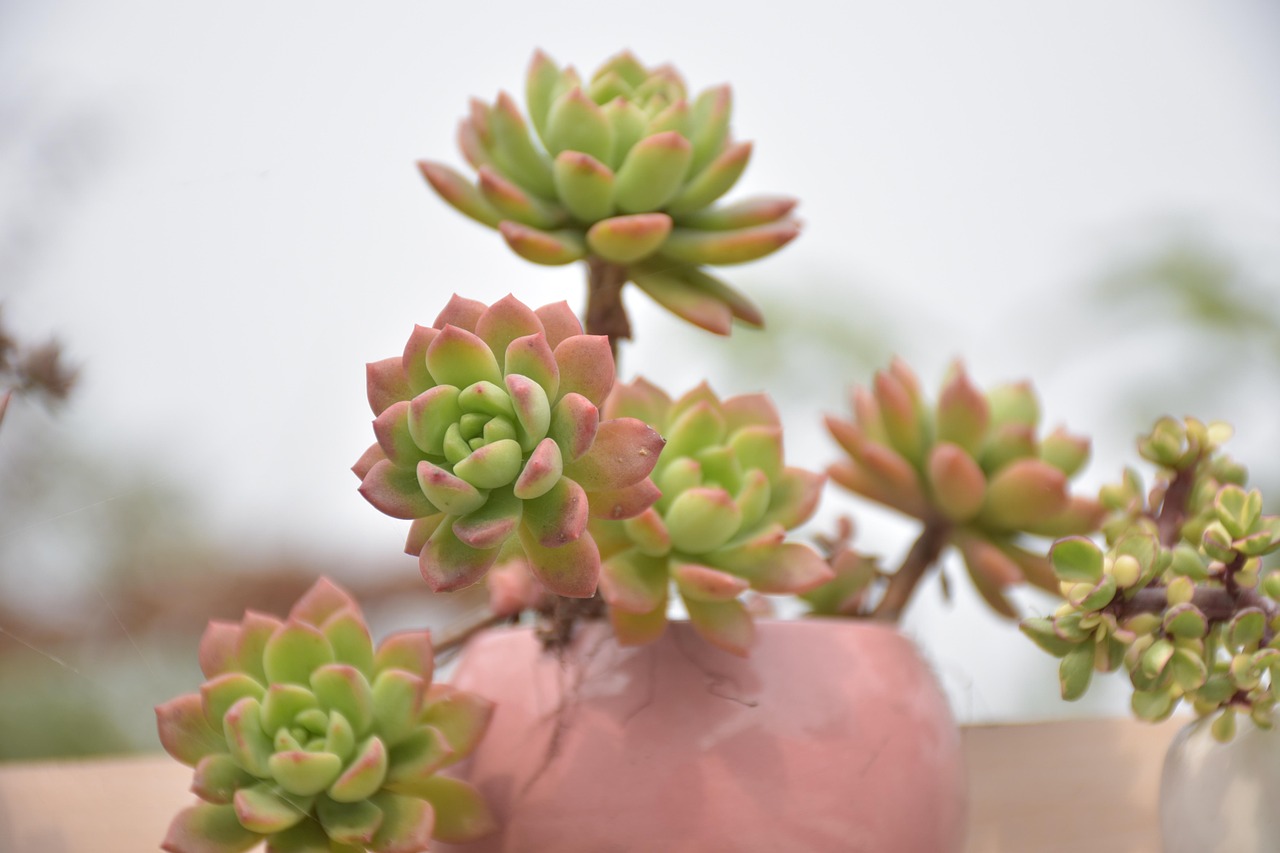 多肉植物的奇妙世界，品种介绍与养护指南