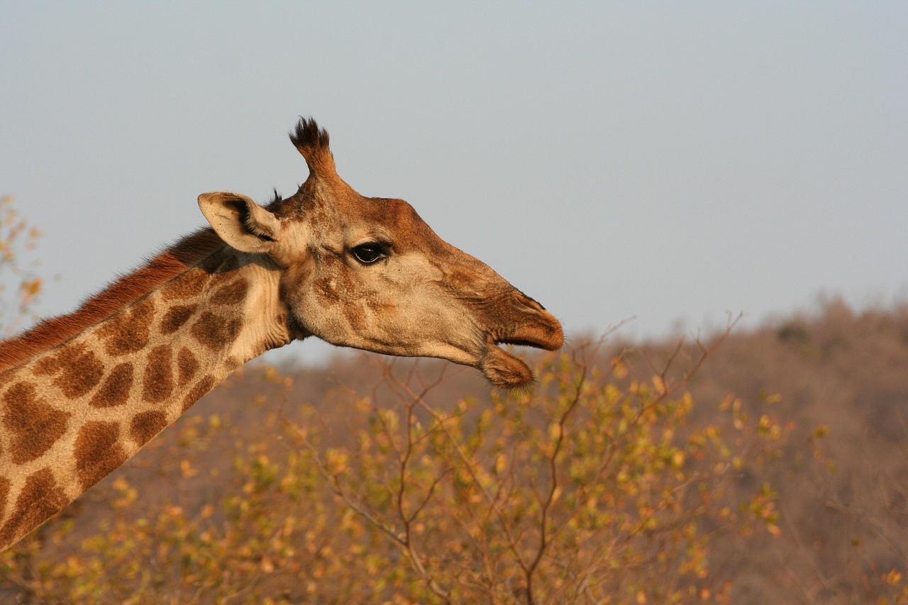 动物王国的奥秘，百科全书知识与简笔画的完美结合